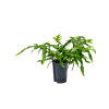 Microsorum diversifolium R15cm V40cm