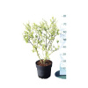 Hroznovec FloraSelf Exochorda racemosa 'Niagara' výška 40-50 cm kvetináč 6 l