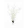 biOrb Sea Fan biela 39 cm