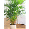 Sadenica Palm Areca Dypsis Lutescens v 1-2 litrovej nádobe (Krásna veľká dlaň Areca Dypsis čistí a zvlhčuje vzduch Areca)