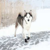 Ochranné topánky WALKER ACTIVE, 2 ks M: napr. kokeršpaniel