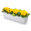 Balkónový box 50 x 15,4 cm plast