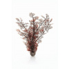 biOrb Sea Fan karmínová 39 cm