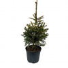 Smrek obyčajný 'The Limey' 5l Picea abies The Limey
