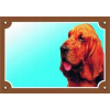 Laminovaná tabuľa Bloodhound