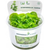 Dennerle Plants Nymphoides sp. 'Taiwan' CUP - 1 ks