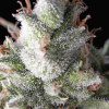 Pyramid Seeds Ramses Balenie: 5