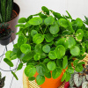 Pilea peperomioides - Pieniąk Pieniąąek Veľkosť xl (Pilea peperomioides - Pieniąk Pieniąąek Veľkosť xl)