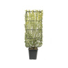 Vtáčí zob vajcovitolistý na špalieri FloraSelf Ligustrum ovalifolium 'Aureum' výška 100-110 cm šírka 50 cm kvetináč 18 l