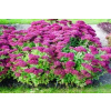 Sedum SEPTEMBERGLUT HIGH LARGE 2L (Sedum SEPTEMBERGLUT HIGH LARGE 2L)