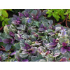 Ajuga reptans 'Burgundy Glow' (Zbehovec plazivý 'Burgundy Glow' )