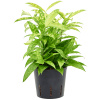Dracaena surculosa Mike 13/12 cm v.35 cm