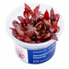 Alternanthera reineckii 'Rosanervig' - InVitro