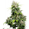 SENSI SEEDS California Indica semena neobsahují THC 3 ks