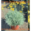 Slamiha talianska, úzkolistá (Curry, kari) - (Helichrysum italicum L.)