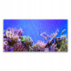 Fotografie -grafika s grafikou 140x70 Coral Reef Nature (Fotografie -grafika s grafikou 140x70 Coral Reef Nature)
