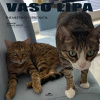 VINYL Vaso Lipa - The Meetings / Stretnutia LP (Vaso Lipa - The Meetings / Stretnutia LP)