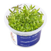 Limnophila aromatica - InVitro
