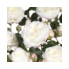 Ruža záhonová výška kmeňa 60 cm FloraSelf Rosa x hybrid 'Alabaster' kvetináč 6,5 l plnokvetá
