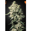 Green House Seeds White Rhino neobsahuje THC 10 semen