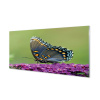 Nástenný panel Farebný motýľ na kvety 100x50 cm