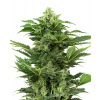 Afghan Pearl CBD Automatic Seeds 5ks SENSI SEEDS