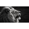 Obraz – Kráľ Zvierat Čiernobiely – AiArt 16:9
