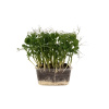 Metro Chef Microgreens - Hrášok siaty
