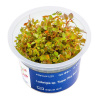 Ludwigia sp. 