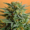 Nirvana seeds Papaya neobsahuje THC 3 semena
