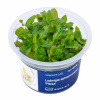 Ludwigia sphaerocarpa 'Pilosa'- InVitro