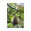 Figovník BIO FloraSelf Bio Ficus carica 'Bornholm' kvetináč 3 l
