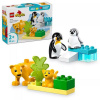 LEGO® DUPLO® Divoké zvieratá: Tučniaky a levy 10442