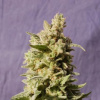 Kannabia Seeds Mataro Blue neobsahuje THC 3 semena