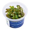 Ludwigia repens 'Mesakana'- InVitro