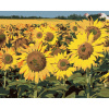 Maľovanie podľa čísel Slnečnica na poli 2, 40x50 cm, vypnuté plátno na rám (6058191)