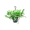 Microsorum diversifolium R17cm V30cm