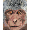 Opica z blízka, 40×50 cm, bez rámu a bez vypnutia plátna 6044120
