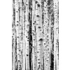 Fotografia Birch trunks, Sisi & Seb, 26.7 × 40 cm