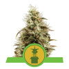 Royal Queen Seeds Royal Jack Auto Balenie: 5