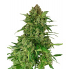 Black Lights CBD Automatic Seeds 10ks SENSI SEEDS