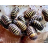 Armadillidium Badium 