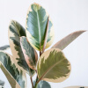 Ficus elastica 'tineke' elastický Obrázok 60 cm (Ficus elastica 'tineke' elastický Obrázok 60 cm)