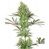 Sensi Seeds Cannabis Seeds Double Banana Kush Feminized by White Label, 3-10 ks 10 ks
