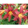 Denivka Red Braun - Hemerocallis Red Braun (kontajner p11)