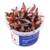 Alternanthera reineckii 'Purple' - InVitro