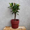 Ficus elastica Melany XL