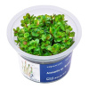 Ammania sp. 'Bonsai' - InVitro