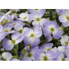 Tarička gracilis Florado Blue Blush Bicolour - (kontajner p11)