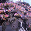 Albizia Summer Chocolate® 100-140cm